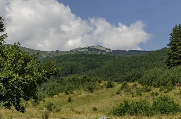 Panorama Clairière Forêt Verte Devant Pic Noir Montagne Vitosha Bulgarie — Photo