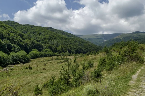 Siyah Tepe Vitosha Dağ Bulgaristan Önünde Glade Yeşil Orman Panorama — Stok fotoğraf