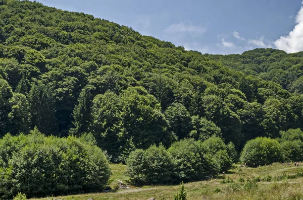 Foresta Estiva Con Alberi Freschi Decidui Cespuglio Nella Montagna Vitosha — Foto Stock