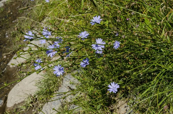 Mavi Cichorium Intybus Veya Çayırda Hindiba Yabani Çiçek Vitosha Dağ — Stok fotoğraf