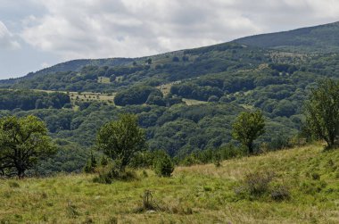 Yaz yeşil orman, farklı çim çiçeği kır çiçeği ile taze glade tek ağaçlar, Vitosha dağ, Bulgaristan 