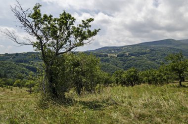 Yaz yeşil orman, farklı çim çiçeği kır çiçeği ile taze glade tek ağaçlar, Vitosha dağ, Bulgaristan