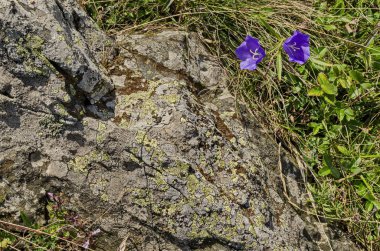 Büyük taş, Vitosha dağı, Bulgaristan yakınlarındaki çayırda narin mor kır çiçeği harebell veya Campanula patula  