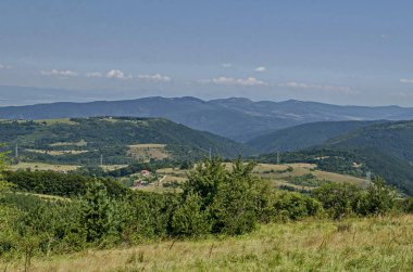 Yaz yeşil orman, farklı çim çiçeği kır çiçeği ile taze glade tek ağaçlar, Vitosha dağ, Bulgaristan  