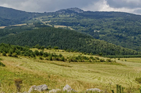 夏季绿色森林 单树在新鲜的角与不同的草开花野花 维托沙山 保加利亚 — 图库照片