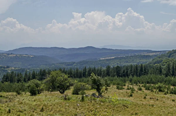 Zomer Groen Bos Enkele Bomen Frisse Glade Met Verschillende Gras — Stockfoto