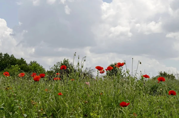 Padang Rumput Segar Dengan Mekar Dan Tunas Bunga Poppy Merah — Stok Foto