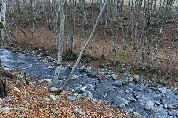山の川ヴィットが秋の森の中を流れる壮大な風景は テトヴェンの町 バルカン山脈 ブルガリアの近くの苔の岩や大きな石の上に流れます — ストック写真