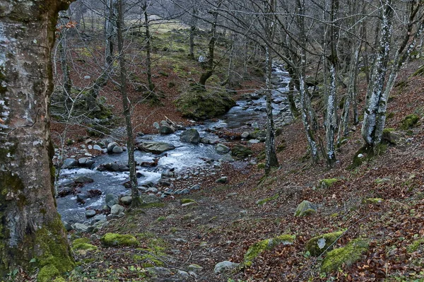 Magnífico Paisaje Con Río Montaña Vit Que Fluye Bosque Otoño — Foto de Stock