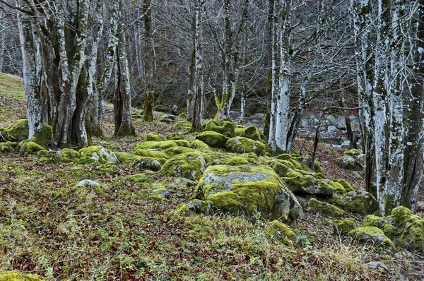 Bosque Caducifolio Montaña Con Grandes Piedras Cubiertas Musgo Montañas Balcánicas — Foto de Stock