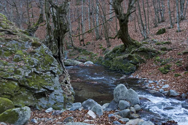 壮丽的风景与山河Vit流在秋天的森林在苔丝岩石和大石头附近的Teteven镇 巴尔干山脉 保加利亚 — 图库照片