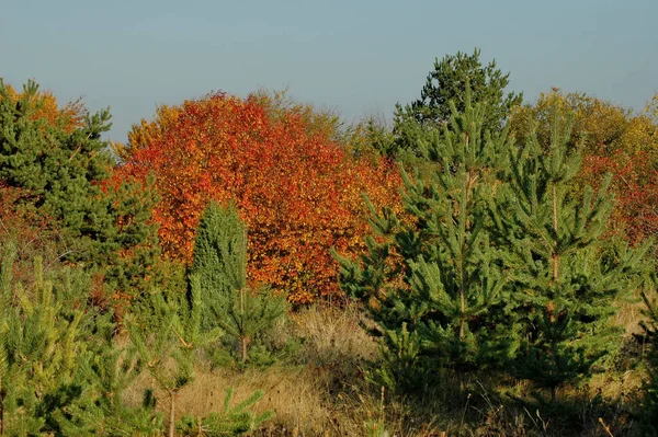 Niesamowity Jesienny Widok Polanie Wzgórze Las Drzewami Liściastymi Drzew Iglastych — Zdjęcie stockowe