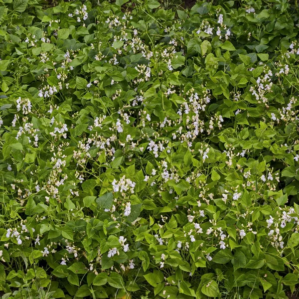 Virágok Levelek Friss Zöldbab Növény Vagy Phaseolus Vulgaris Zöldség Kerti — Stock Fotó