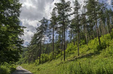 Yol, çalılar ve yaprak döken ağaçlar, Vitosha dağ, Bulgaristan ile yaz güneşli orman   