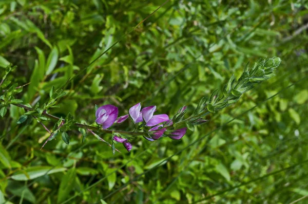 Blomma Vild Ärt Rosa Eller Lathyrus Tuberosus Fält Jeleznitsa Vitoshaberget — Stockfoto