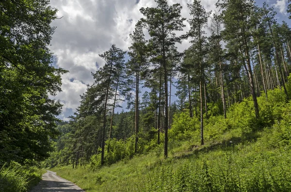 Summer Sunlit Coniferous Forest Road Bushes Deciduous Trees Vitosha Mountain — Stock Photo, Image
