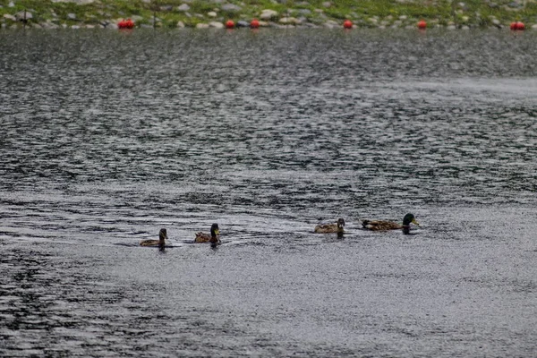 Grupo Patos Reais Machos Fêmeas Nadando Lago Artificial Dia Chuvoso — Fotografia de Stock