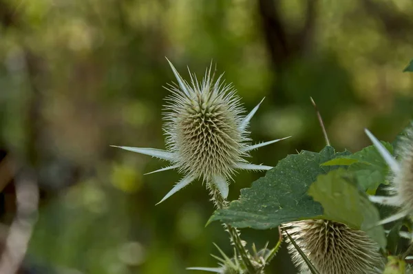 Άγριο Γαϊδουράγκαθο Dipsacus Fullonum Ένα Είδος Ανθοφόρου Φυτού Από Την — Φωτογραφία Αρχείου