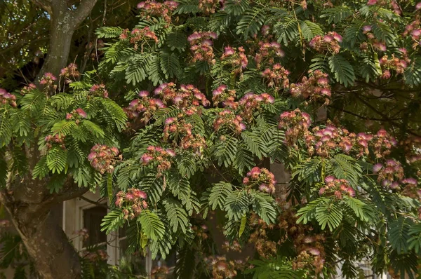 Albizia Julibrissin Durazz Persian Mimosa Tree Beautiful Flowers Sredna Gora — Stock Photo, Image