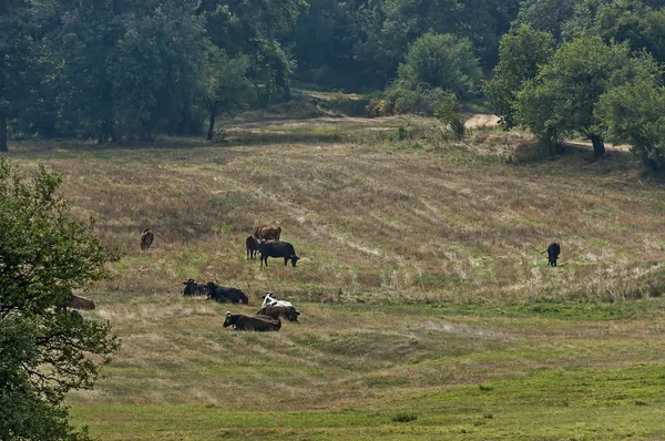 Αγέλη Μαύρων Καστανών Και Λευκών Αγελάδων Στο Φθινοπωρινό Χωράφι Σρέντνα — Φωτογραφία Αρχείου