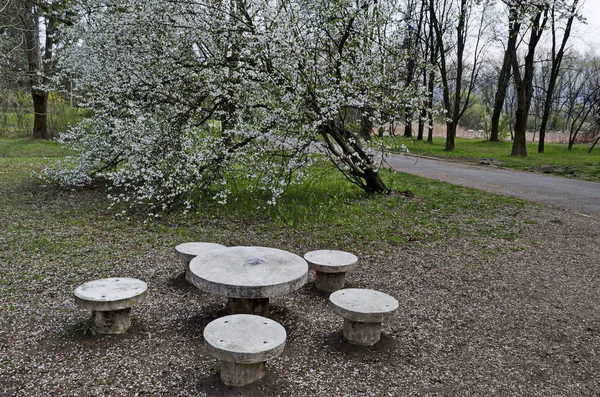 Pohled Jarní Období Kvetoucí Švestky Nebo Prunus Domestica Místo Pro — Stock fotografie