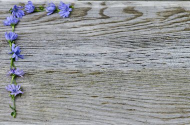 Doğal Mavi cichorium intybus veya ahşap taban ve metin için yer üzerinde hindiba arka plan, Sofya, Bulgaristan  