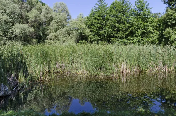 Bosque Verde Verano Caña Prisa Con Reflexión Lago South Park — Foto de Stock
