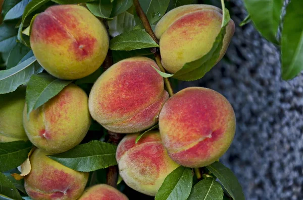 Gałąź Drzewa Brzoskwiniowego Lub Prunus Persica Wielu Dojrzałych Owoców Zalecane — Zdjęcie stockowe