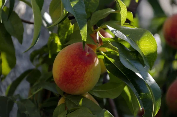 Őszibarackfa Vagy Prunus Persica Egyérett Gyümölccsel Ajánlott Háttérként Zavet Bulgária — Stock Fotó