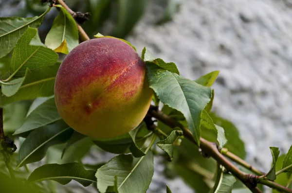 Broskvová Větev Nebo Prunus Persica Jedním Zralými Plody Doporučené Jako — Stock fotografie