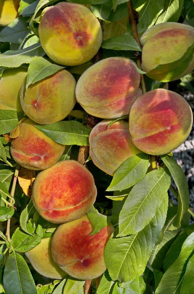 Broskvová Větev Nebo Prunus Persica Mnoha Zralými Plody Doporučené Jako — Stock fotografie