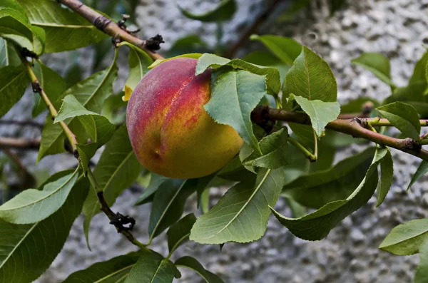 Broskvová Větev Nebo Prunus Persica Jedním Zralými Plody Doporučené Jako — Stock fotografie