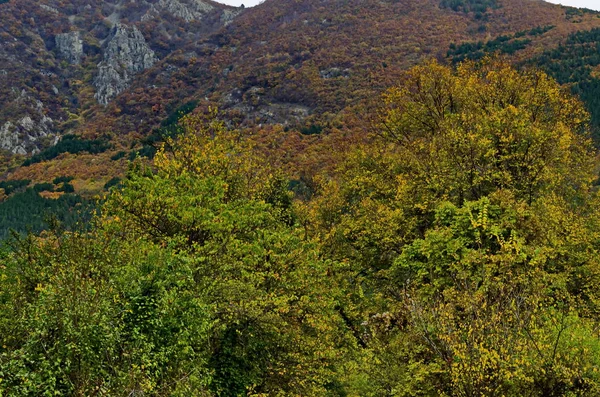 Farbenfroher Herbstwald Mit Nadel Und Laubbäumen Lichtung Und Mittelalterlicher Festung — Stockfoto