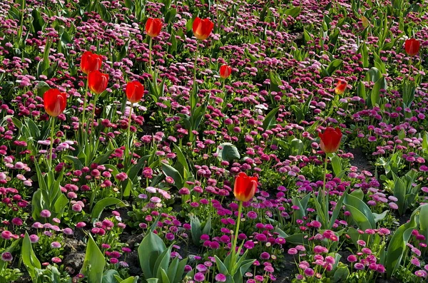 Springtime Garden Pink Daisies Red Tulips Bloom Sofia Bulgaria — Stock Photo, Image