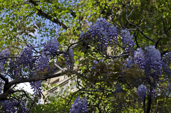 Branch  of wisteria  with bunch of purple blossoms and leaves  at springtime in garden, Sofia, Bulgaria 