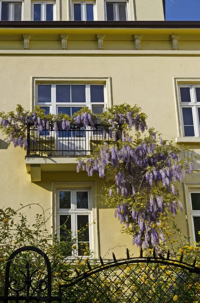 Voll Geblühte Lila Glyzinien Mit Blüten Und Blättern Einem Geländer — Stockfoto