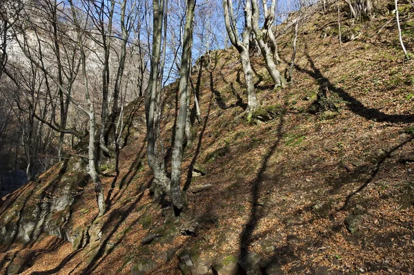 Herbstlicher Blick Auf Das Labyrinth Des Teteven Balkans Mit Hohen — Stockfoto