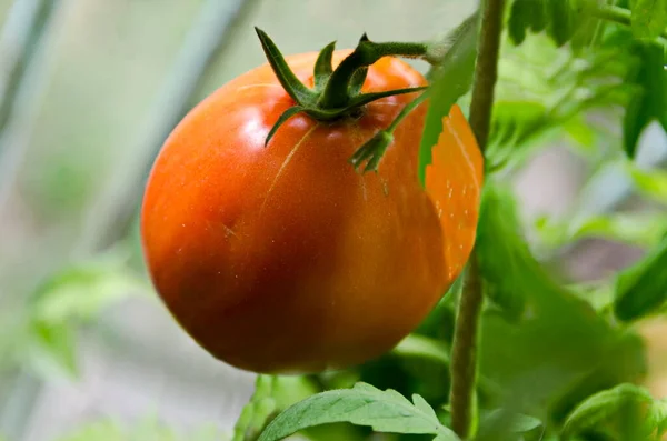 Tomate Rouge Fraîche Attachée Une Brindille Dans Environnement Naturel Sofia — Photo