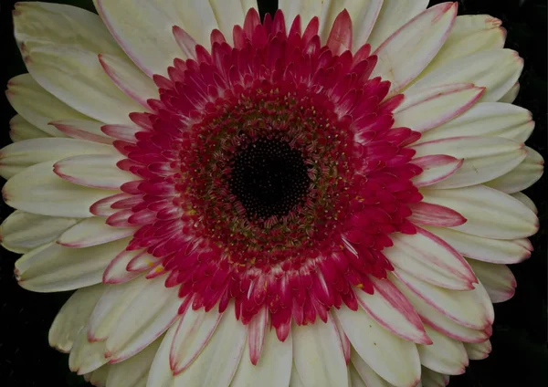 Pojedynczy Mieszanka Makro Kwiat Biały Czerwony Gerbera Ciemnym Tle Sofia — Zdjęcie stockowe