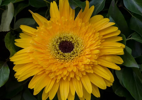 Pojedynczy Makro Kwiat Żółty Gerbera Zielonym Tle Sofia Bułgaria — Zdjęcie stockowe