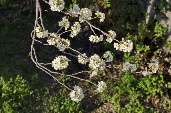 Springtime Morello Körsbärsträd Gren Med Blommor Sofia Stad Bulgarien Europa — Stockfoto
