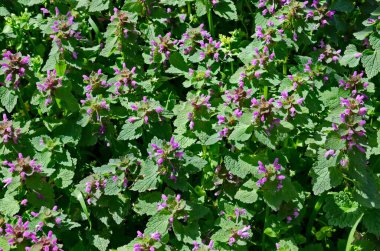 The purple deadnettle, velikdenche or Lamium purpureum is a herbaceous weed, Sofia, Bulgaria
