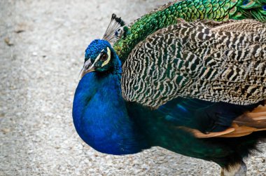 Erkek Hintli tavus kuşu veya Pavo kriterleri çiftlikte yürüyor, Sofya, Bulgaristan 