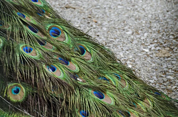 Plumagem Colorida Penas Pavão Indiano Masculino Adequado Para Fundo Sofia — Fotografia de Stock