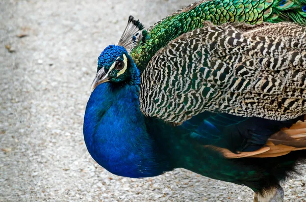 Samec Indického Páva Nebo Pavo Cristatus Procházky Dvoře Sofie Bulharsko — Stock fotografie