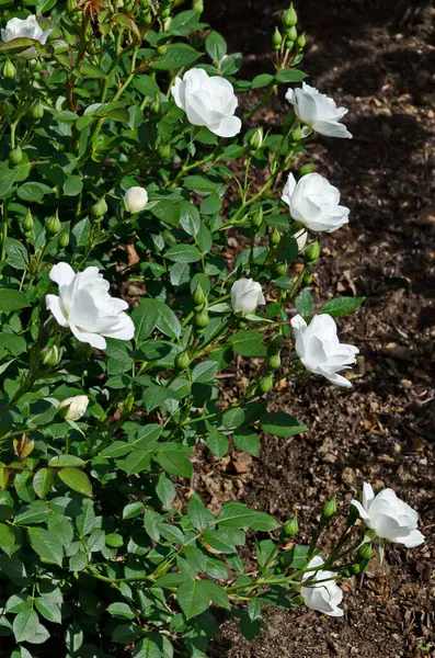 Photo Rose Bush Blooming White Color Greeting Nature Park Sofia — Stock Photo, Image