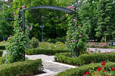 Çiçekli uzun gül çalıları olan çerçeveden dekoratif bahçe kemeri, Sofya ve Bulgaristan   