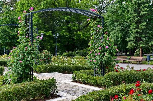 Διακοσμητική Καμάρα Κήπου Από Πλαίσιο Ανθισμένους Ψηλούς Τριανταφυλλιές Σόφια Βουλγαρία — Φωτογραφία Αρχείου
