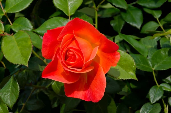 Foto Cespuglio Rose Con Colore Arancione Fiorito Saluto Parco Naturale — Foto Stock