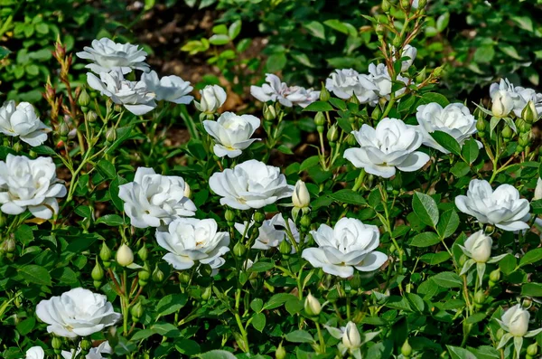Photo Rose Bush Blooming White Color Greeting Nature Park Sofia — Stock Photo, Image